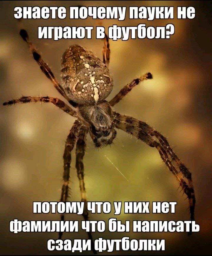 знаете почему пауки не играют в Футбол? потому что уних нет фамилии что бы написать сзади футболки