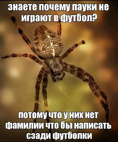 знаете почему пауки не играют в Футбол? потому что уних нет фамилии что бы написать сзади футболки