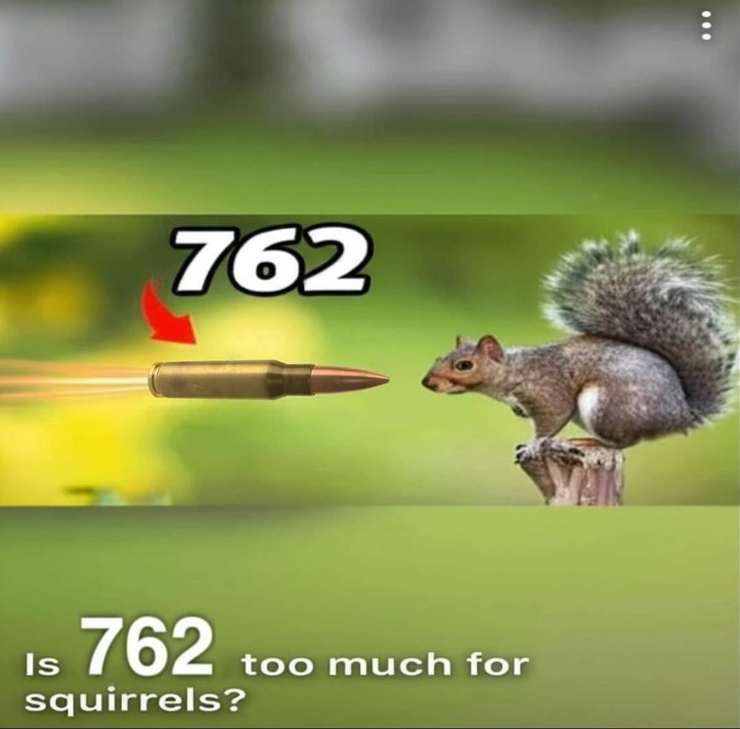 Is 762 too much for squirrels?
