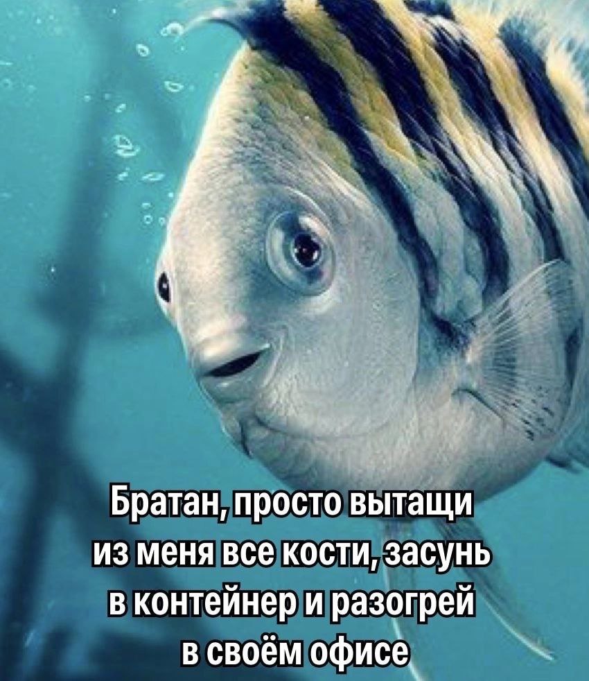 К Братан, просто вытащи из меня все кости, засунь в контейнер и разогрей в своём офисе,