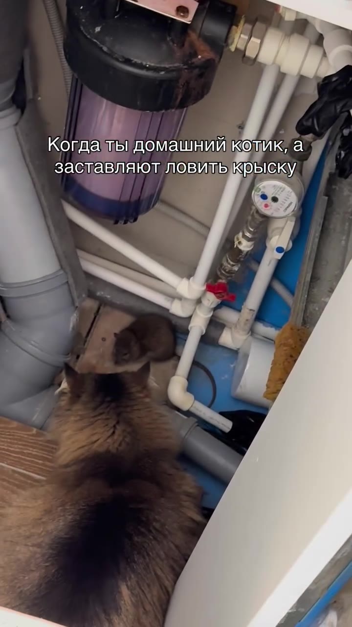 и, Когдабы домашний колик, а заставляют ловить KPBICKY, | Когдать,ломащнийколию а Когда ты домашниорик, a заставляют ловить крыску Когда пы домашний Кок. а 7 sae orna ты oxen комика’. ‘_ заставляюшлов