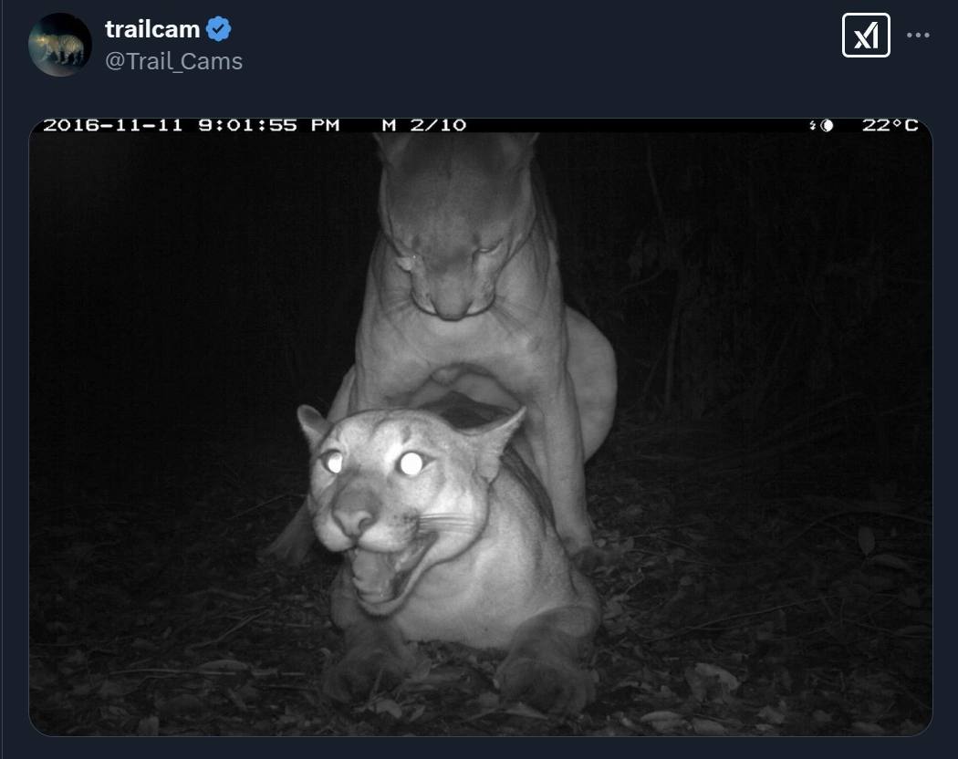 trailcam @Trail Cams 2016-11-11 9:01:55 2710 i