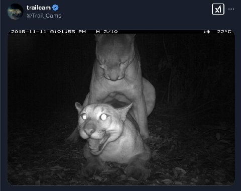 trailcam @Trail Cams 2016-11-11 9:01:55 2710 i