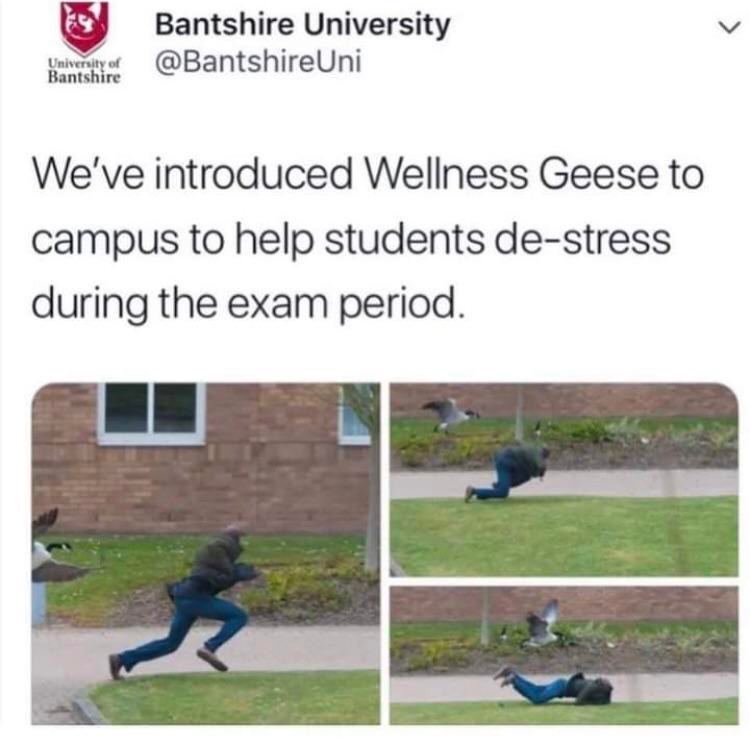 Bantshire University Universit Bantsh ire @BantshireUni We've introduced Wellness Geese to campus to help students de-stress during the exam period.