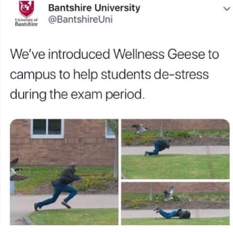 Bantshire University Universit Bantsh ire @BantshireUni We've introduced Wellness Geese to campus to help students de-stress during the exam period.