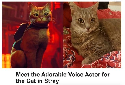 A Meet the Adorable Voice Actor for the Cat in Stray