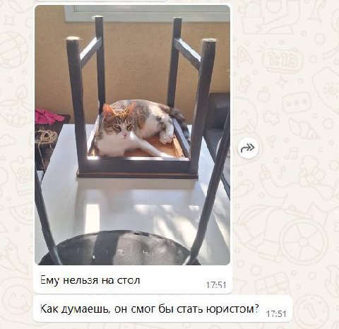 и Ему нельзя на стол 17:51 Как думаешь, он смог бы стать юристом?