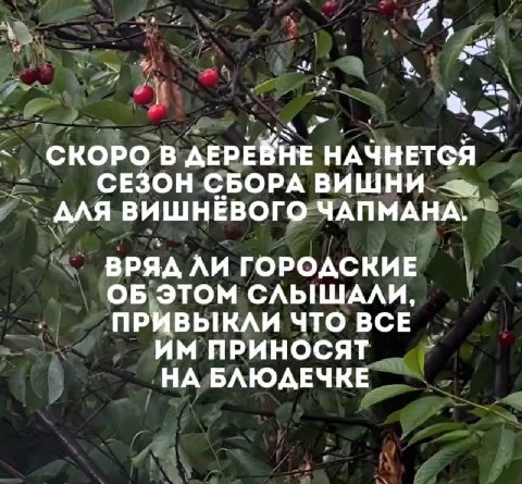 у 7 a у СКОРО В ДЕРЕВНЕ НАЧНЕТСЯ СЕЗОН СБОРА ВИШНИ AAA ВИШНЕВОГО ЧАПМАНА. ВРЯД ЛИ ГОРОДСКИЕ ОБ ЭТОМ СЛЫШАЛИ, ПРИВЫКЛИ ЧТО ВСЕ ПРИНОСЯТ НА БЛЮДЕЧКЕ