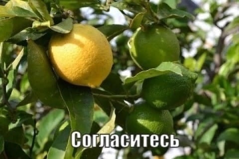 7 аси тес
