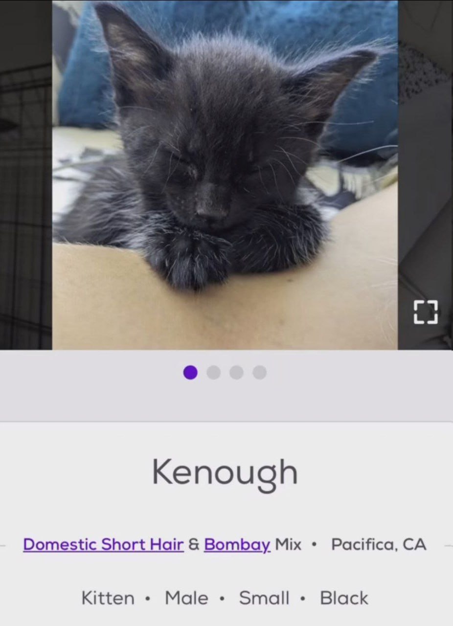 4 Kenough Domestic Short Hair Bombay Mix Pacifica, Kitten Male Small Black