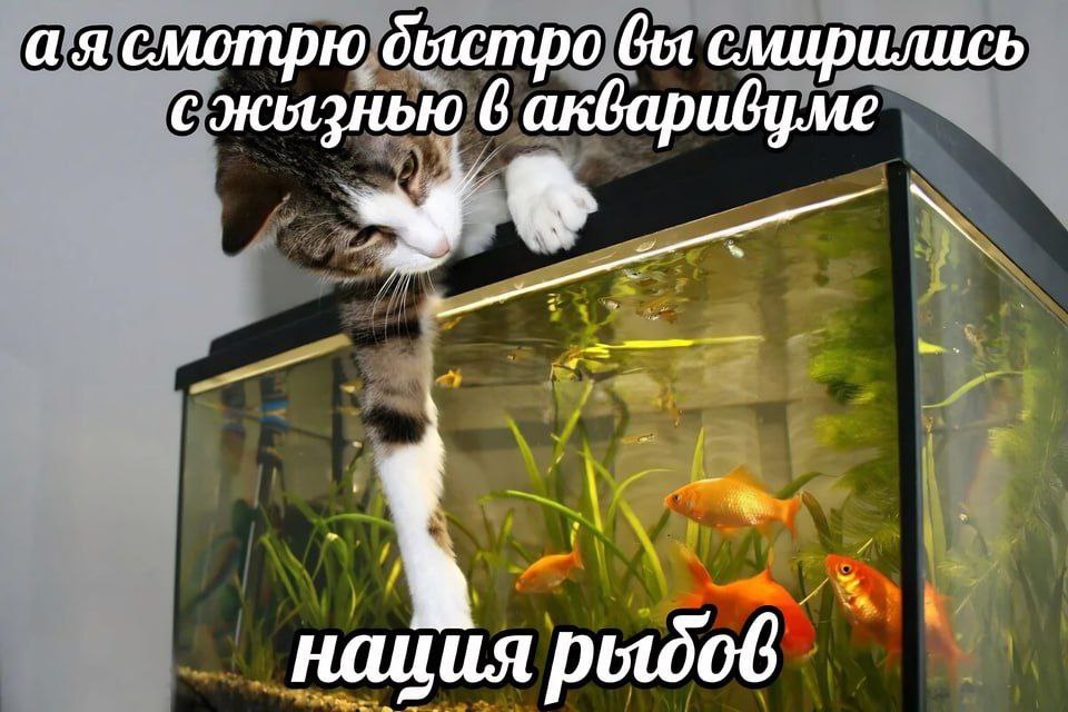 смотрю бы смирились сжызнью 6 нация рыодов