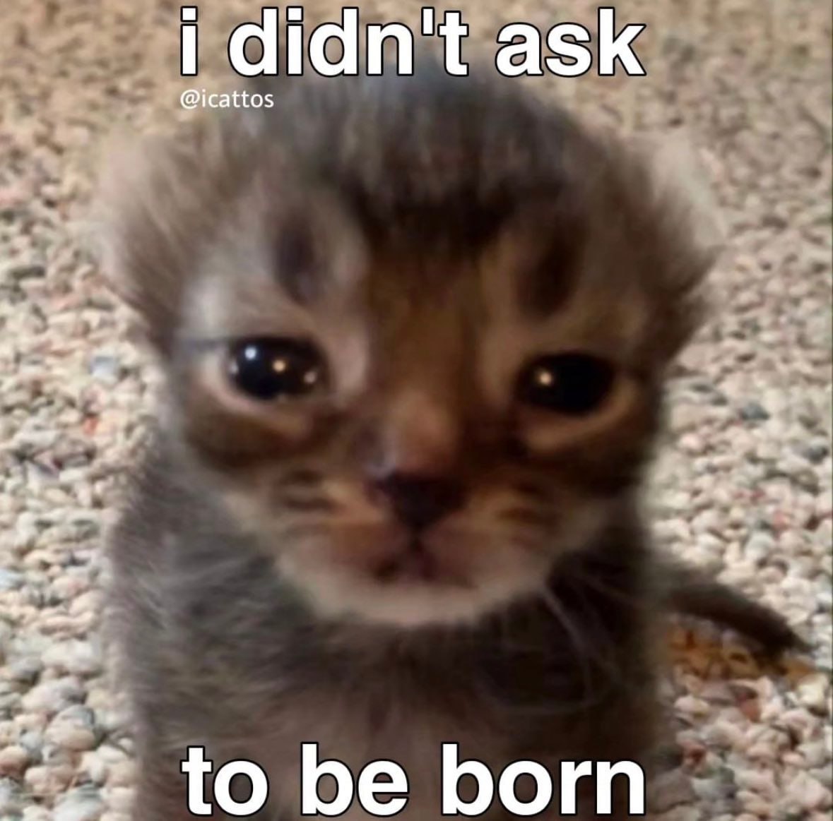1 didn't ask @icattos to be born
