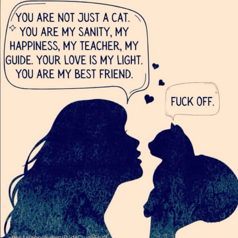 YOU ARE NOT JUST А CAT. YOU ARE MY SANITY, MY HAPPINESS, MY TEACHER, MY GUIDE. YOUR LOVE IS MY LIGHT. YOU ARE MY BEST FRIEND. OFF.