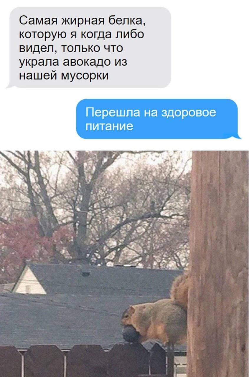 Самая жирная белка, которую я когда либо видел, только что украла авокадо из нашей мусорки Перешла на здоровое питание