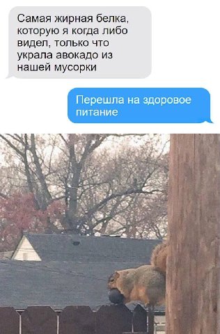 Самая жирная белка, которую я когда либо видел, только что украла авокадо из нашей мусорки Перешла на здоровое питание