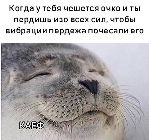 Когда у тебя чешется очко и ты пердишь изо всех сил, чтобы вибрации пердежа почесали его 3