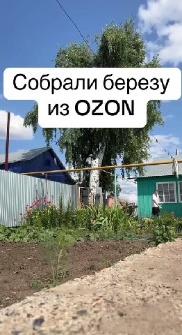 Собрали березу