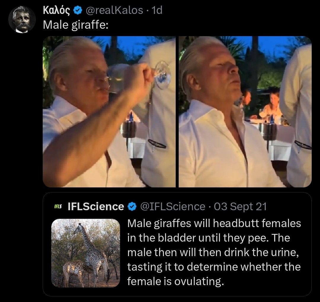 Калос Male giraffe: у, IFLScience Male giraffes will headbutt females in the bladder until they pee. The male then will then drink the urine, tasting it to determine whether the female is ovulating.