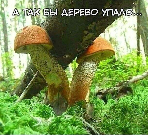 4 ДЕРЕВО 2 у