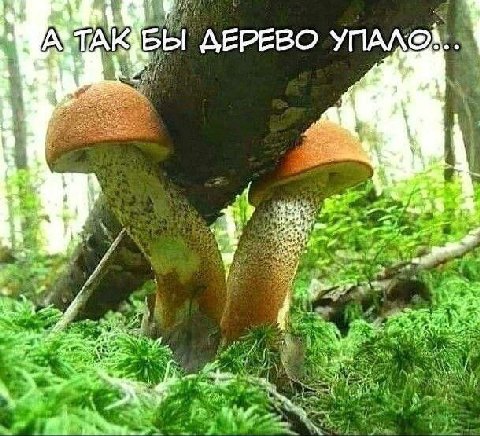 4 ДЕРЕВО 2 у