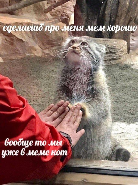 сделаешд про меня MEM хорошо боодще мы уже 6 meme кот