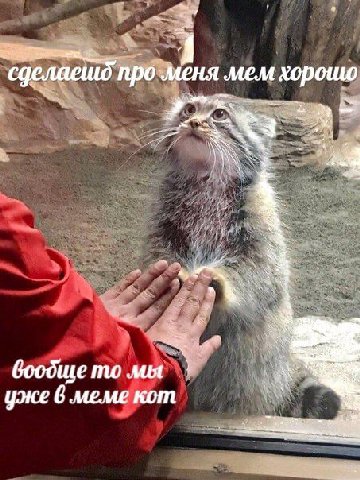 сделаешд про меня MEM хорошо боодще мы уже 6 meme кот