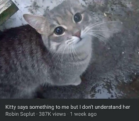 а Kitty says something to me but don't understand her Robin 387К views: 1 week aga
