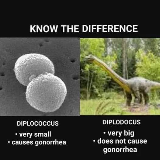 КМОМ/ ТНЕ DIFFERENCE we are DIPLOCOCCUS DIPLODOCUS very big very small causes gonorrhea does not cause gonorrhea