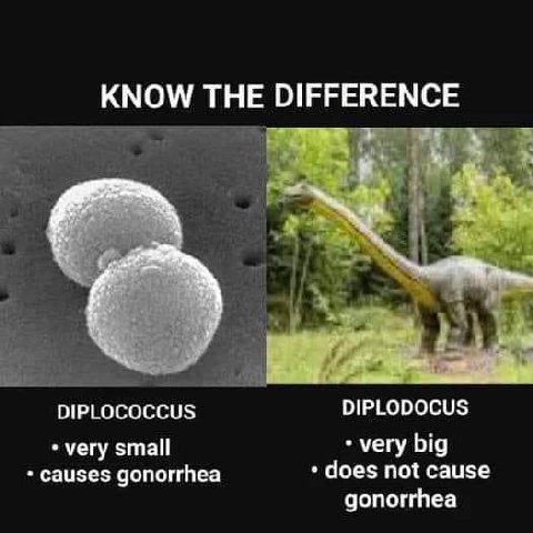 КМОМ/ ТНЕ DIFFERENCE we are DIPLOCOCCUS DIPLODOCUS very big very small causes gonorrhea does not cause gonorrhea