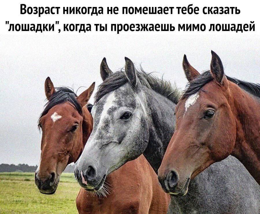 Возраст никогда не помешаеттебе сказать лошадки когда ты проезжаешь мимо лошадеи a 7