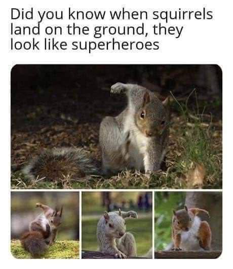 Did you know when squirrels land on the ground, they look like superheroes 7»