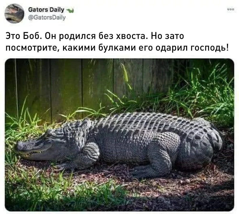 Gators veo @GatorsDaily Это Боб. родился без хвоста. Но зато посмотрите, какими булками его одарил господь! у 4 7779 7 у.