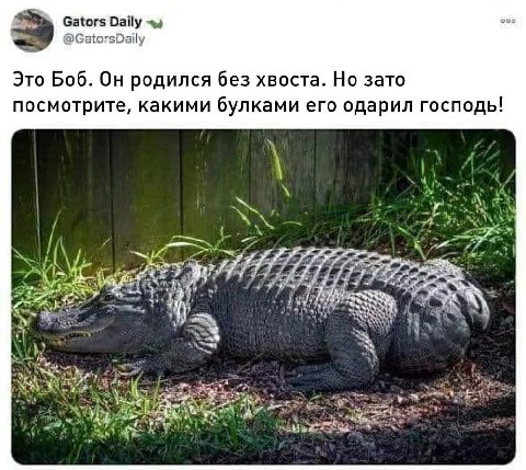 Gators veo @GatorsDaily Это Боб. родился без хвоста. Но зато посмотрите, какими булками его одарил господь! у 4 7779 7 у.