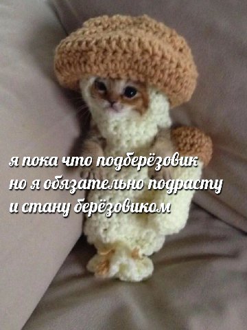 я пока что подберёзовик. но я и стану depé
