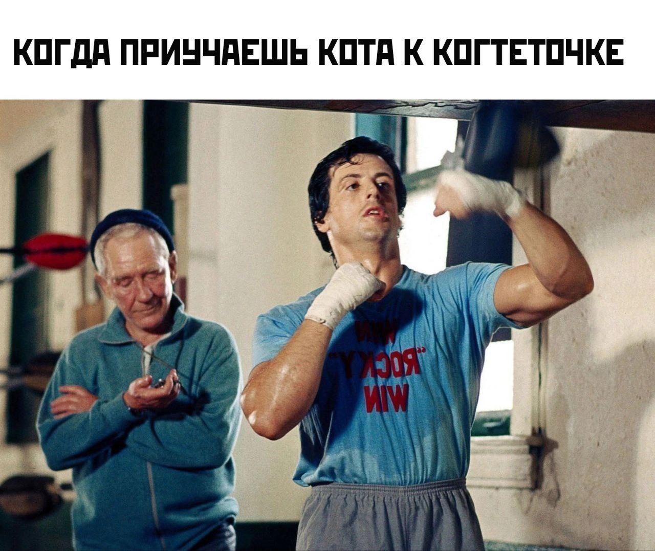 КОГДА ПРИУЧАЕШЬ КОТА К КОГТЕТОЧКЕ a a As Lig <a
