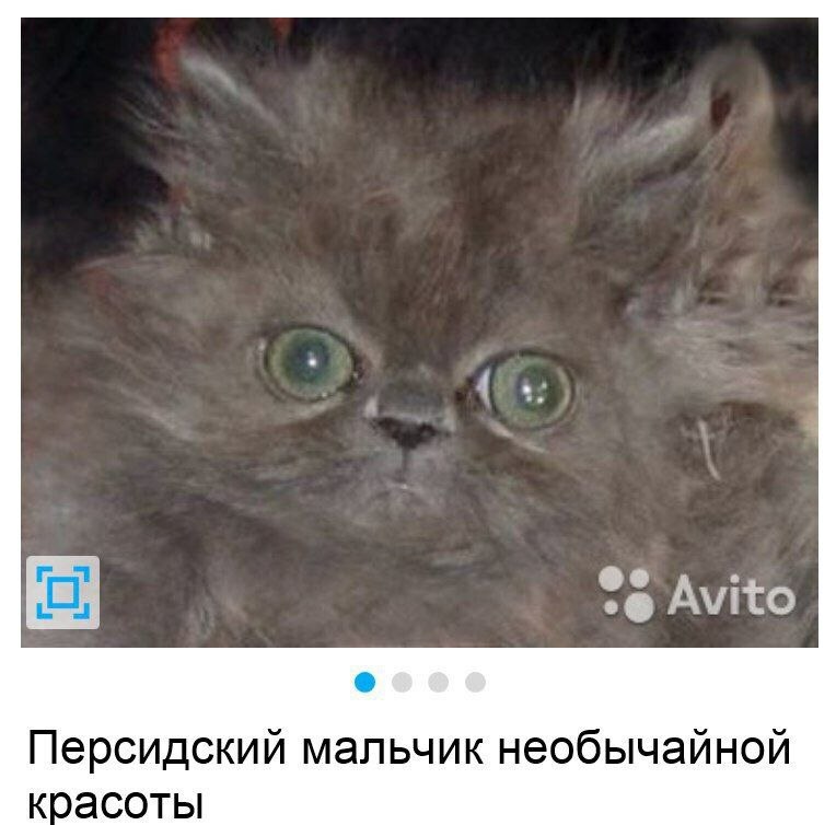 Avito Персидский мальчик необычайной красоты