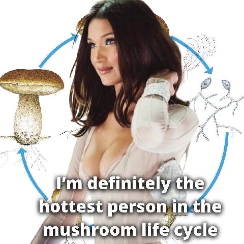 7 7 the ottest person in. mushroom life cycle
