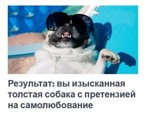 Результат: вы изысканная толстая собака с претензией на самолюбование