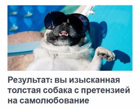 Результат: вы изысканная толстая собака с претензией на самолюбование