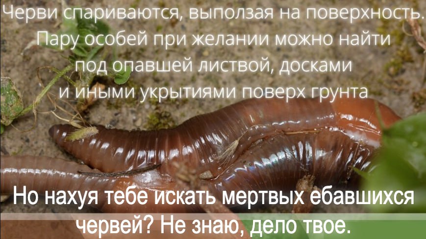 Тема мемного воскресенья по реквесту подписчика с бусти — ЧЕРВИ.

Кому-нибудь вообще нравятся червяки? Насекомых кто-то да по-любому любит. 
Но я никогда не слышал, чтобы кто-то сказал: "ооо червяк, о