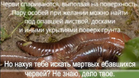 Тема мемного воскресенья по реквесту подписчика с бусти — ЧЕРВИ.

Кому-нибудь вообще нравятся червяки? Насекомых кто-то да по-любому любит. 
Но я никогда не слышал, чтобы кто-то сказал: "ооо червяк, о