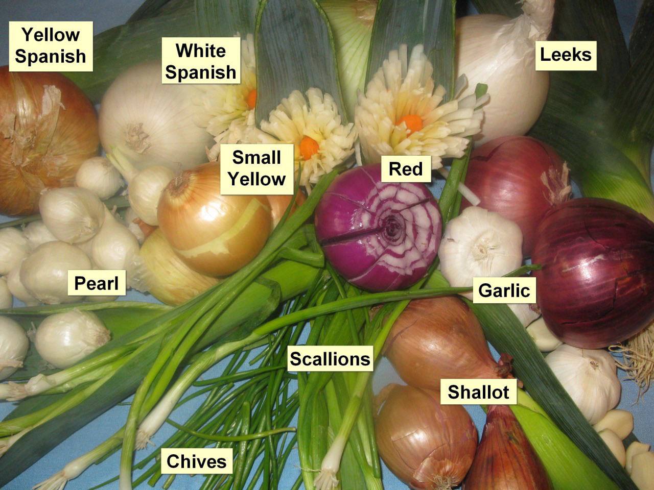 Garlic