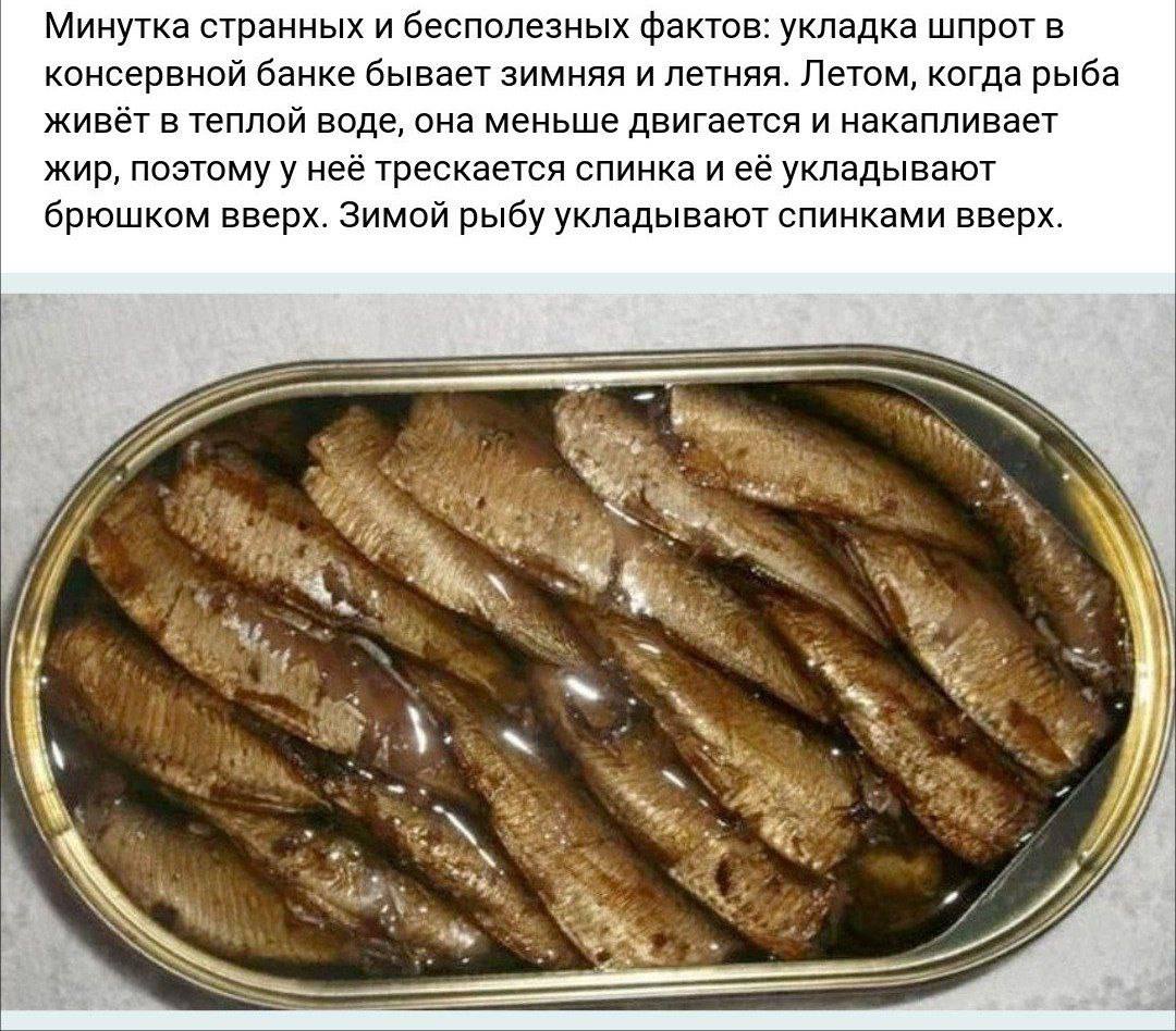 Минутка странных и бесполезных фактов: укладка шпрот в консервной банке бывает зимняя и летняя. Летом, когда рыба живёт в теплой воде, она меньше двигается и накапливает жир, поэтому у неё трескается 