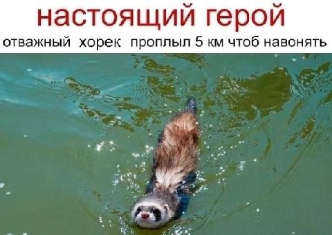 настоящий герой отважный хорек проплыл 5 чтоб навонять