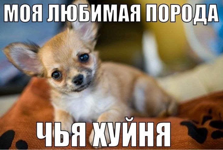 МОЯ ЛЮБИМАЯ ПОРОДА tev ЧЬЯ ХУЙНЯ