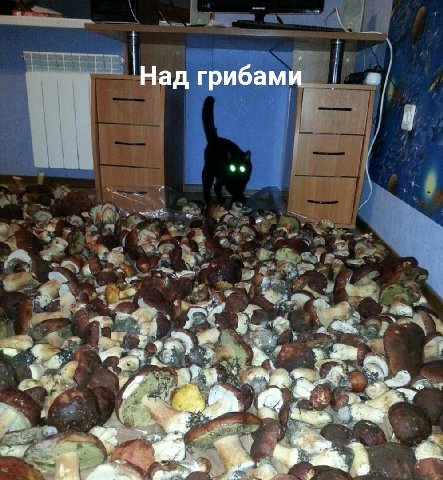 Над грибами 7