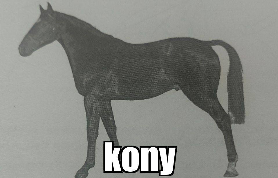 kony