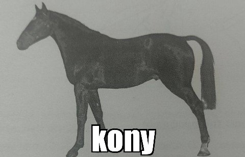 kony