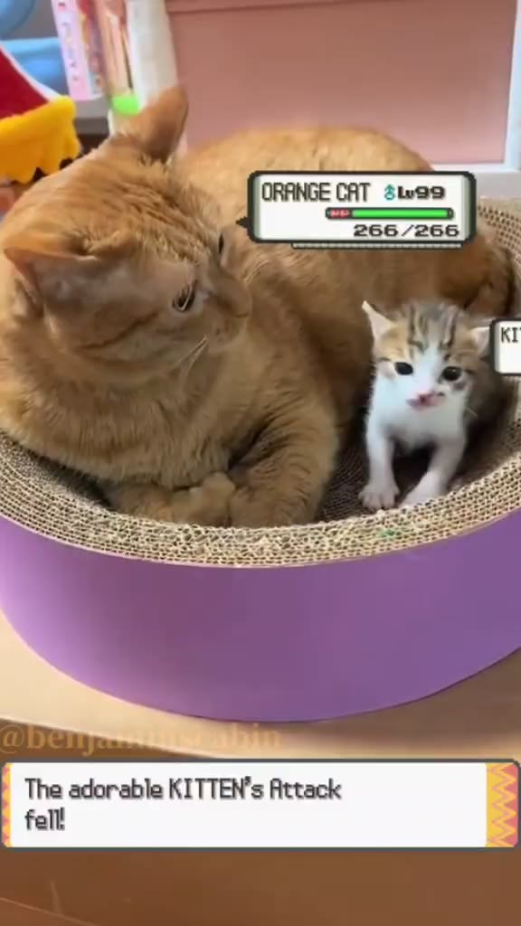 The adorable KITTEN’s Attack