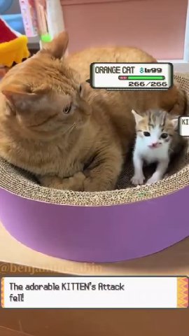 The adorable KITTEN’s Attack